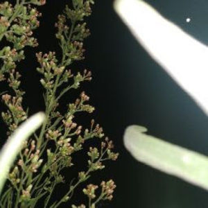 Meet your Posher, Imran